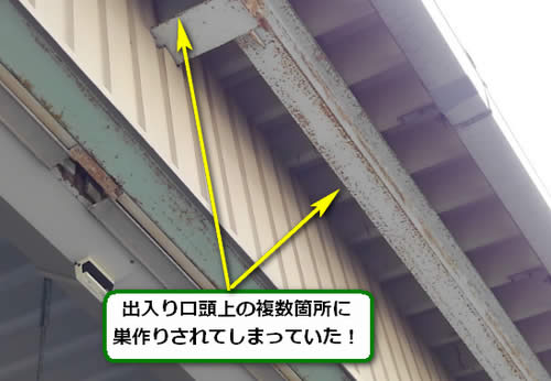 アシナガバチ駆除高所鉄骨