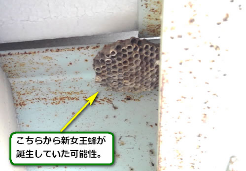 アシナガバチの巣駆除過去巣