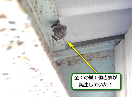 アシナガバチの巣駆除鉄骨死角