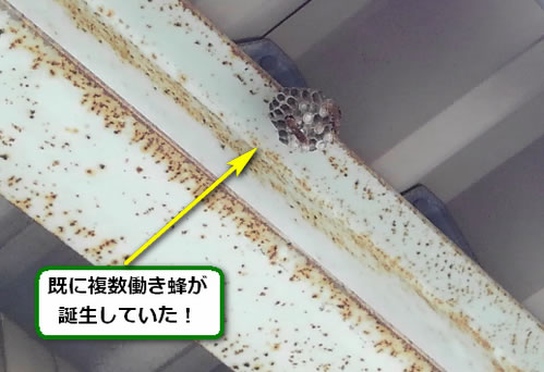 アシナガバチの巣駆除高所鉄骨