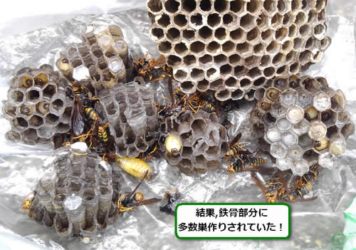 アシナガバチの巣大量駆除