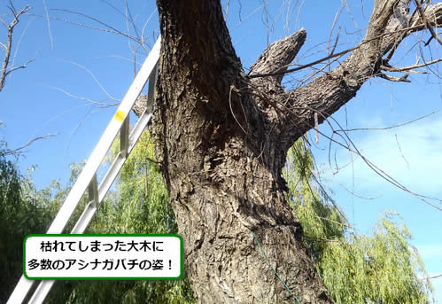 アシナガバチ飛来大木