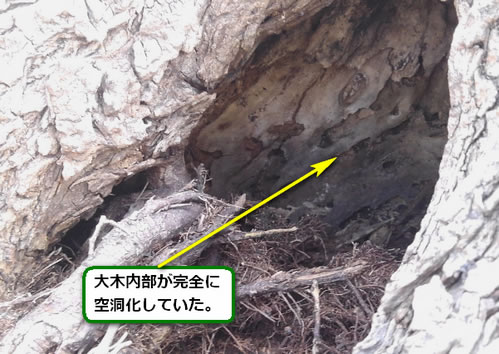 アシナガバチ駆除大木内部