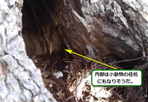 アシナガバチ駆除空洞内部