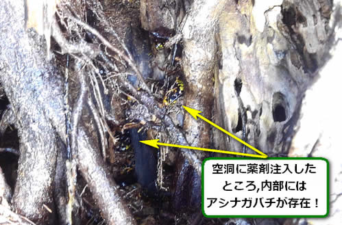 アシナガバチ駆除空洞内部