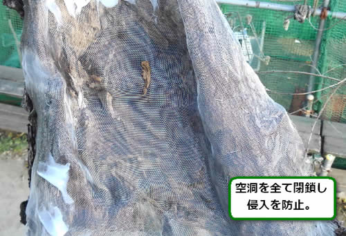 大木空洞完全閉鎖