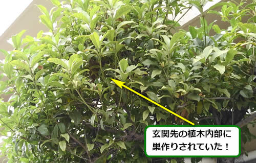スズメバチ駆除植木内部