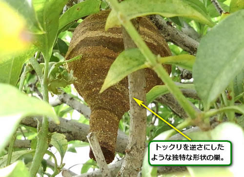 スズメバチの巣駆除植木内部