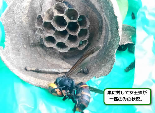 スズメバチの巣内部