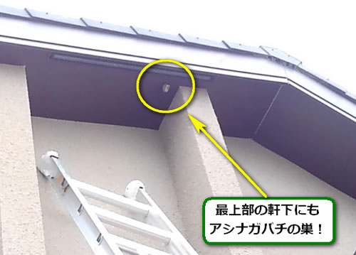 アシナガバチの巣駆除二階軒下