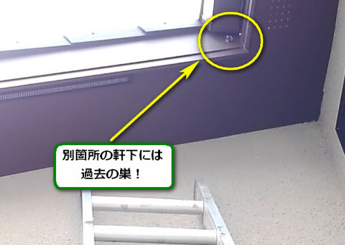 アシナガバチの巣過去巣