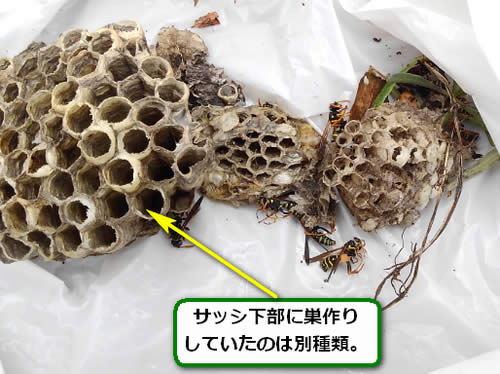 アシナガバチの巣二種類