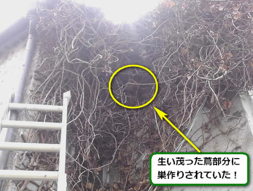 コガタスズメバチ駆除高所蔦