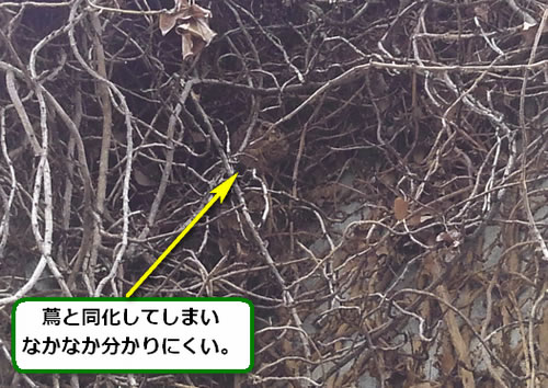 コガタスズメバチの巣駆除高所蔦