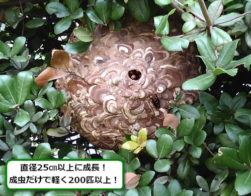 コガタスズメバチの巣駆除植木