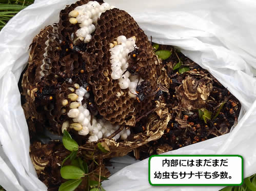 コガタスズメバチの巣サナギ