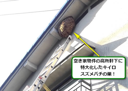 キイロスズメバチ駆除二階軒下