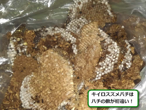 キイロスズメバチの巣サナギ