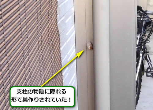 アシナガバチ駆除初期