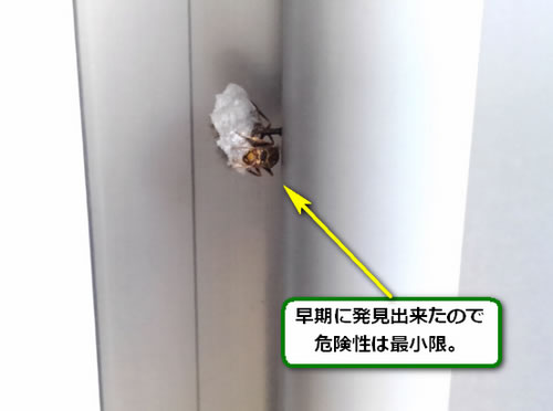 アシナガバチの巣駆除初期