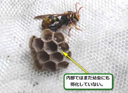 アシナガバチの巣卵