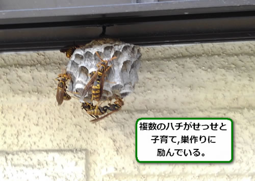 アシナガバチの巣駆除ガレージ死角