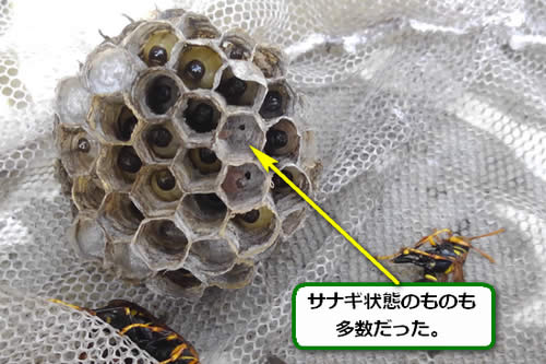 アシナガバチの巣サナギ