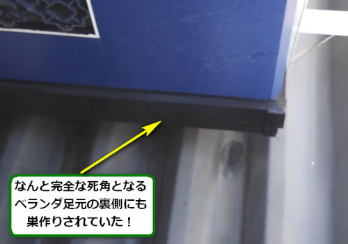 アシナガバチ駆除ベランダ死角