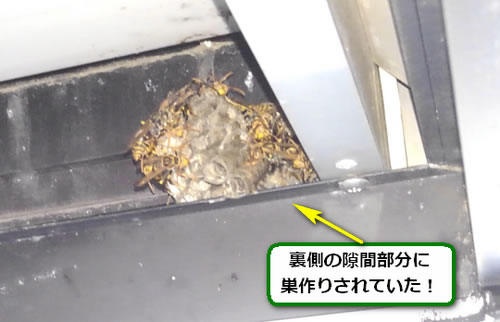 アシナガバチの巣駆除ベランダ死角