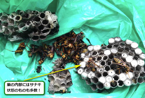 アシナガバチの巣駆除多数