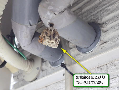 アシナガバチの巣駆除給湯器