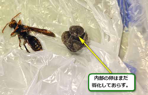 アシナガバチ卵