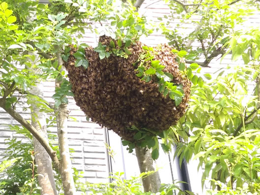 群がりの大きさ例