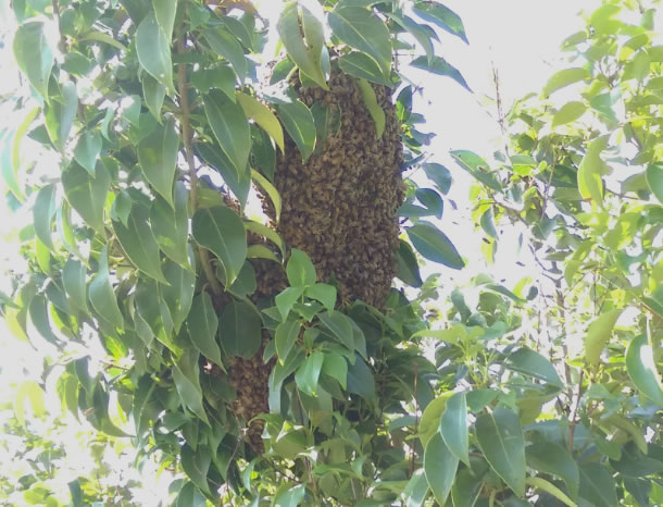 群がりの大きさ例