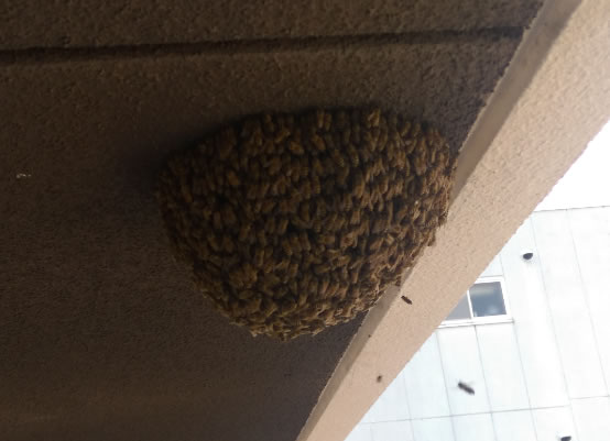 群がりの大きさ例