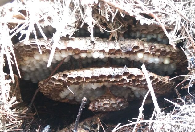 オオスズメ巣の大きさ例