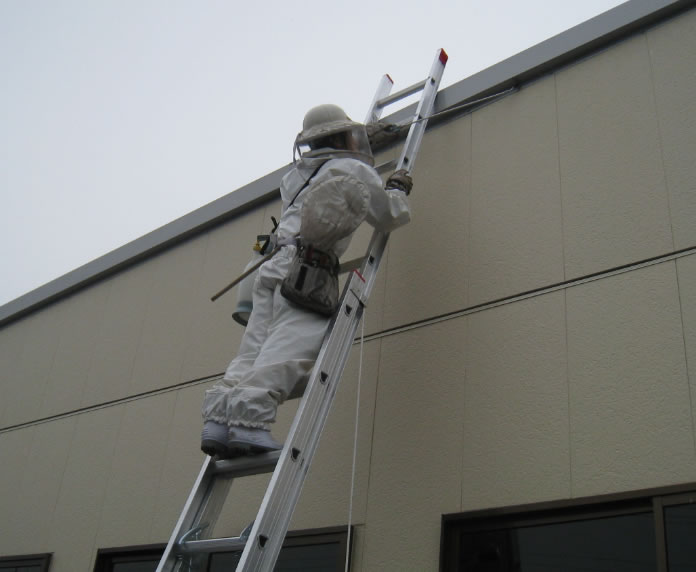 群がりまでの高さ例