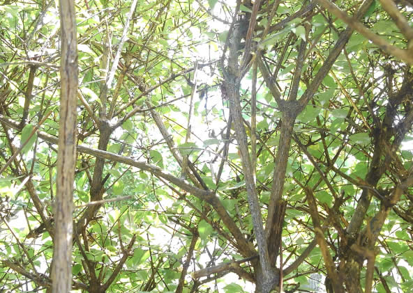 植木,植え込み内部例