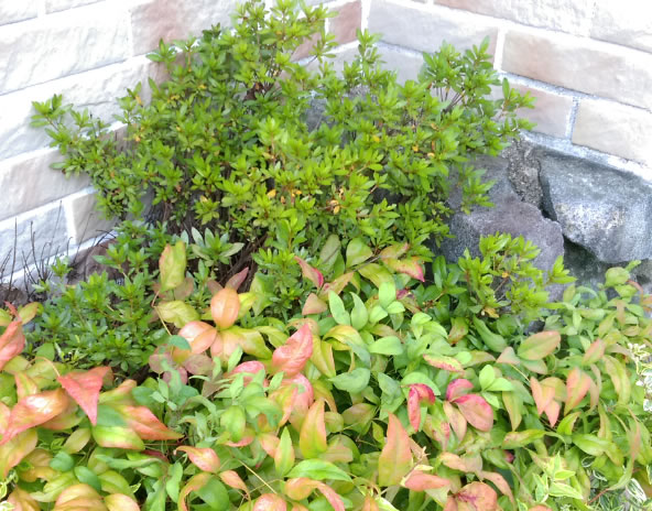 植え込み内部例