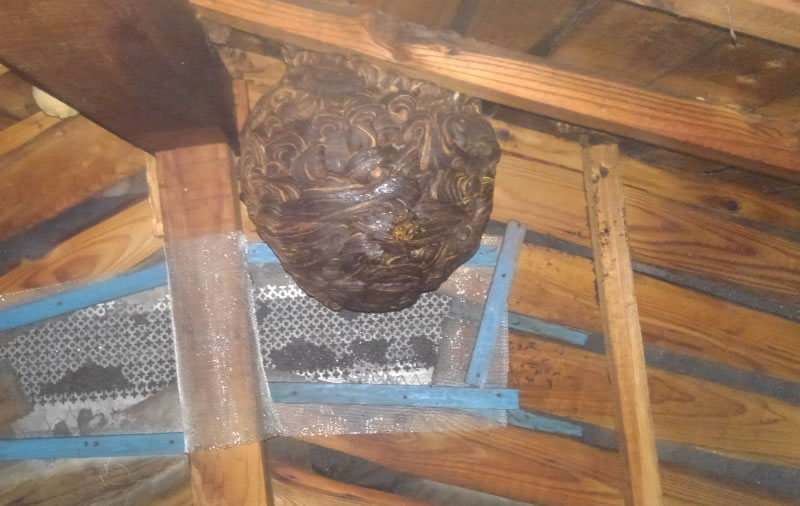 特殊作業駆除料金