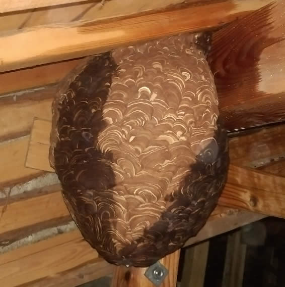 屋根裏スズメバチ駆除